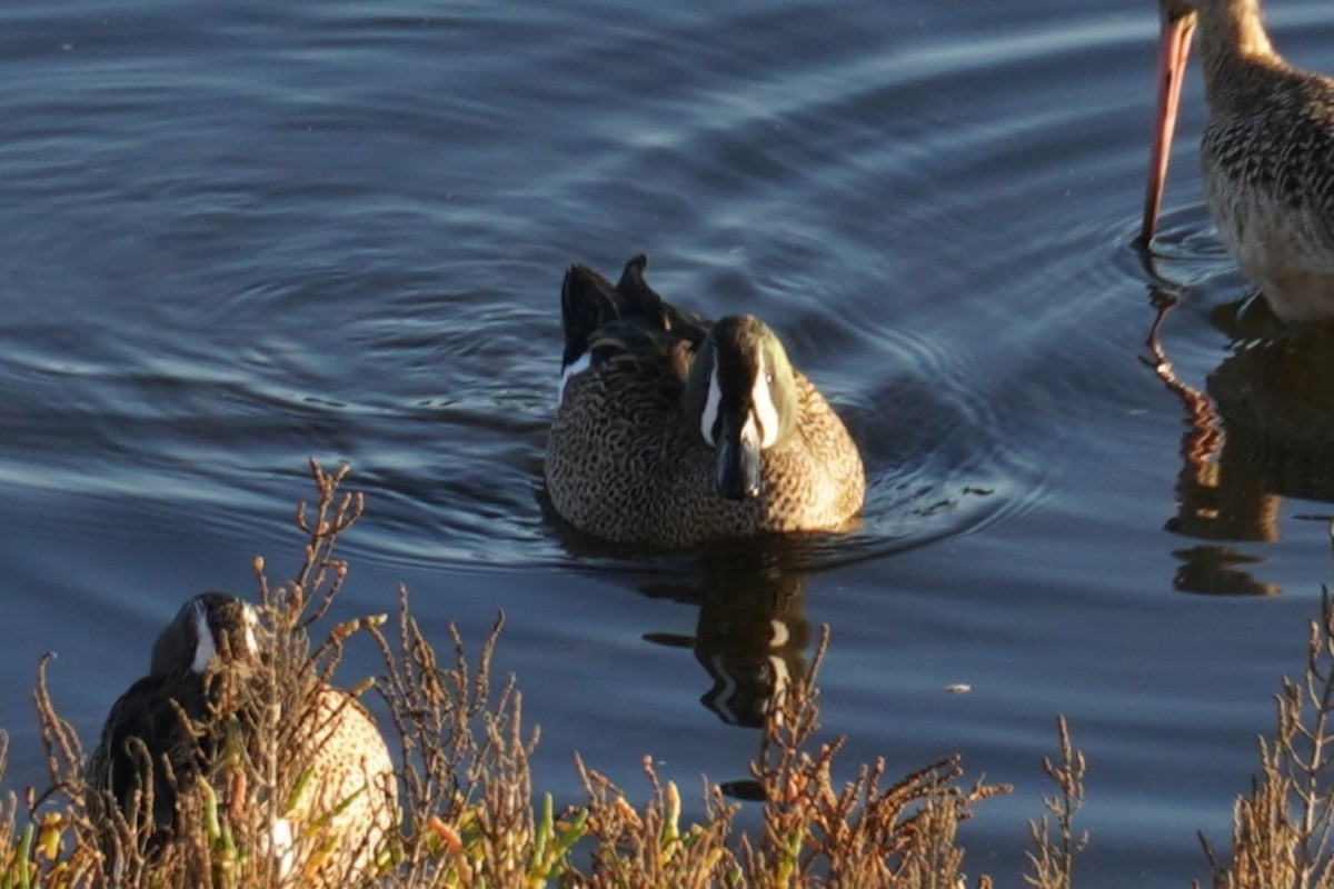 Blue-winged Teal - ML646102579