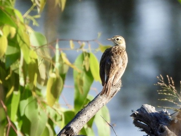 Australian Pipit - ML646102583