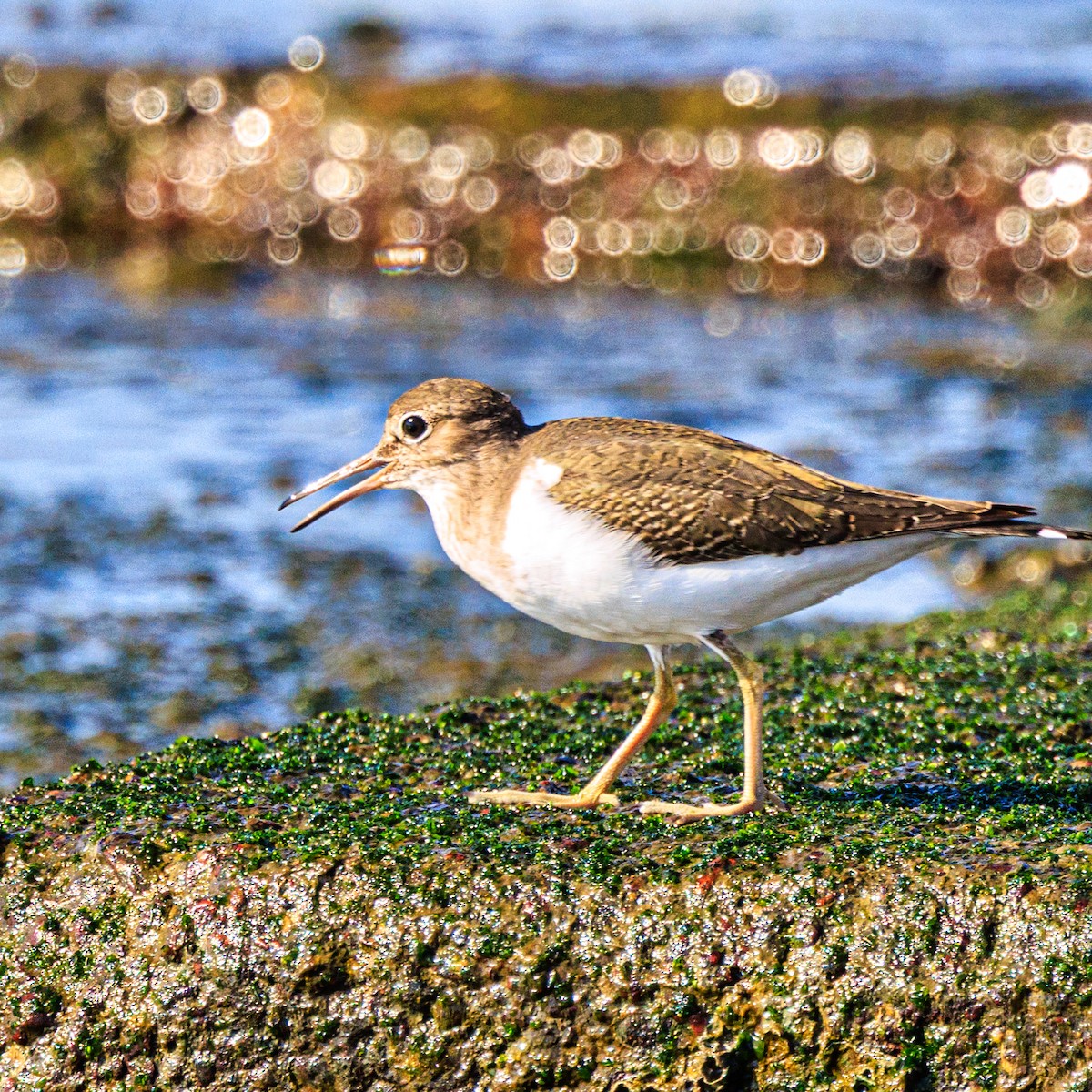 Common Sandpiper - ML646102584