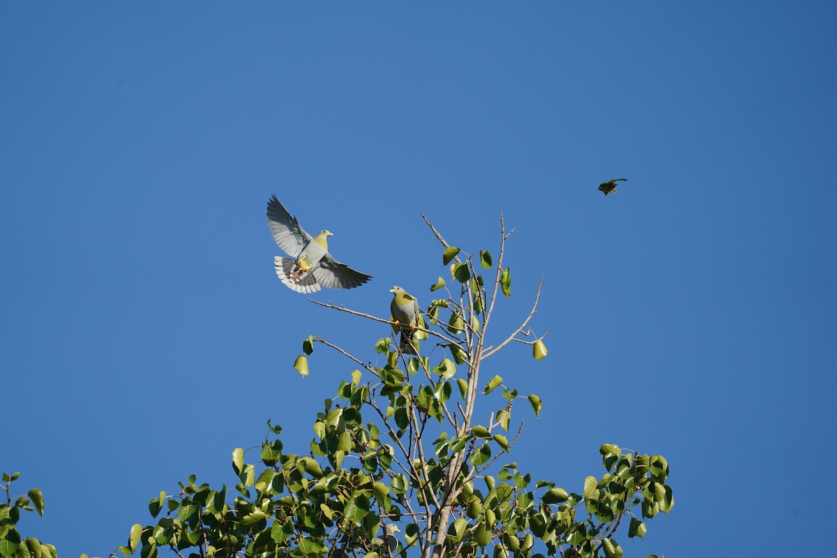 Yellow-footed Green-Pigeon - ML646102586