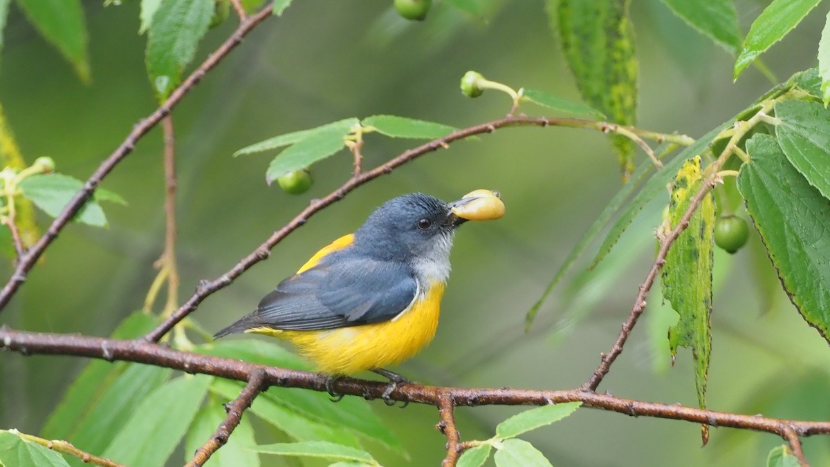 Orange-bellied Flowerpecker - ML646102588