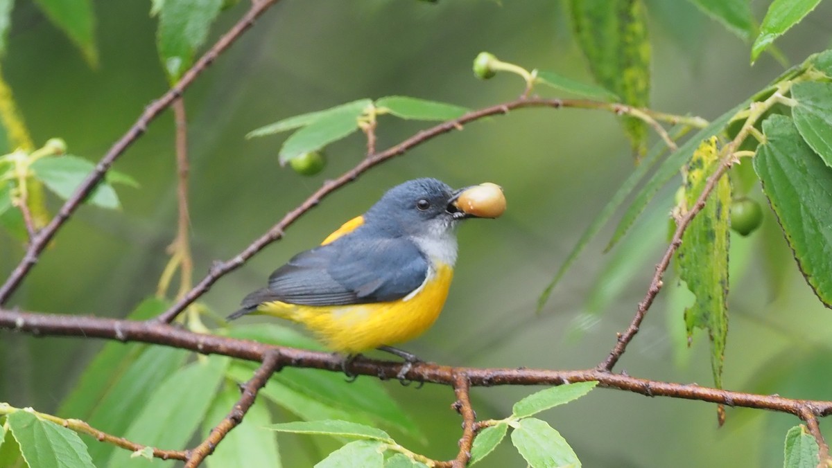 Orange-bellied Flowerpecker - ML646102589
