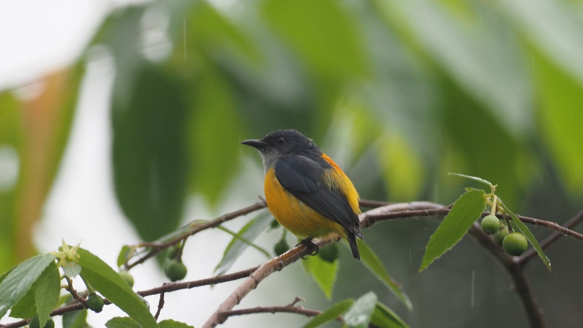 Orange-bellied Flowerpecker - ML646102590