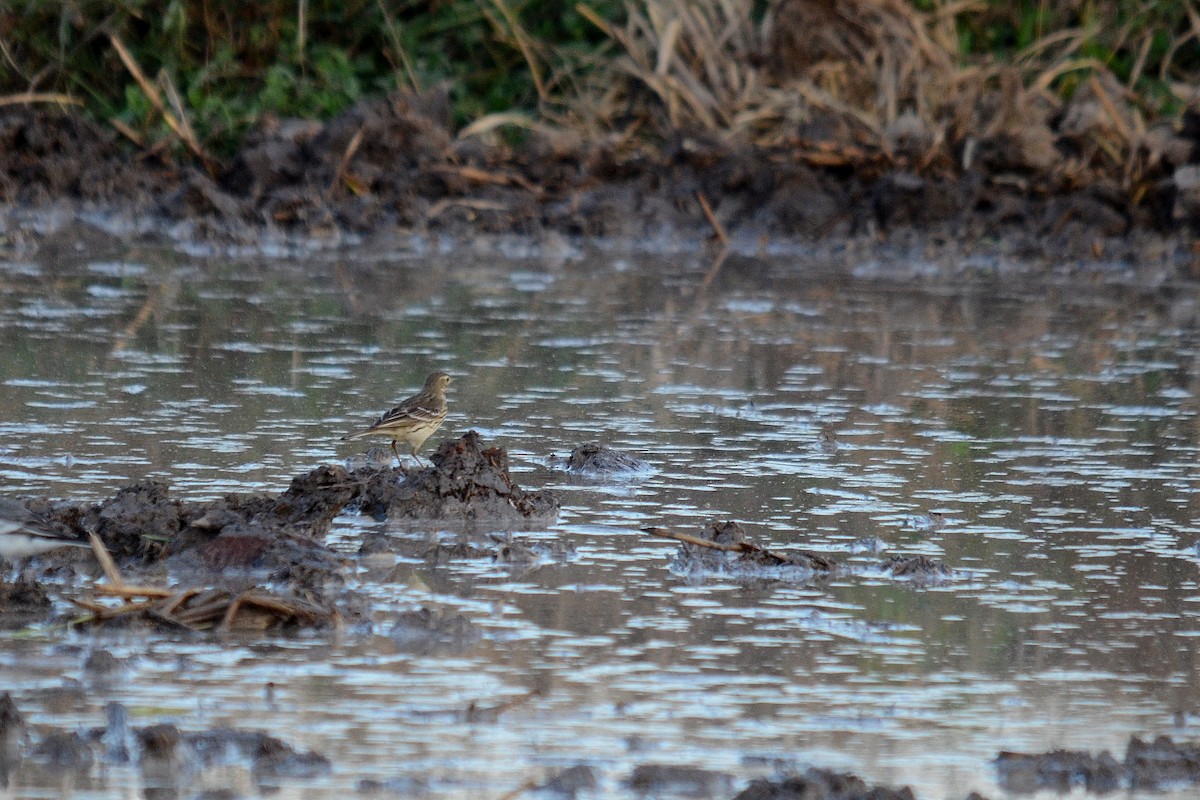 Siberian Pipit - ML646102592