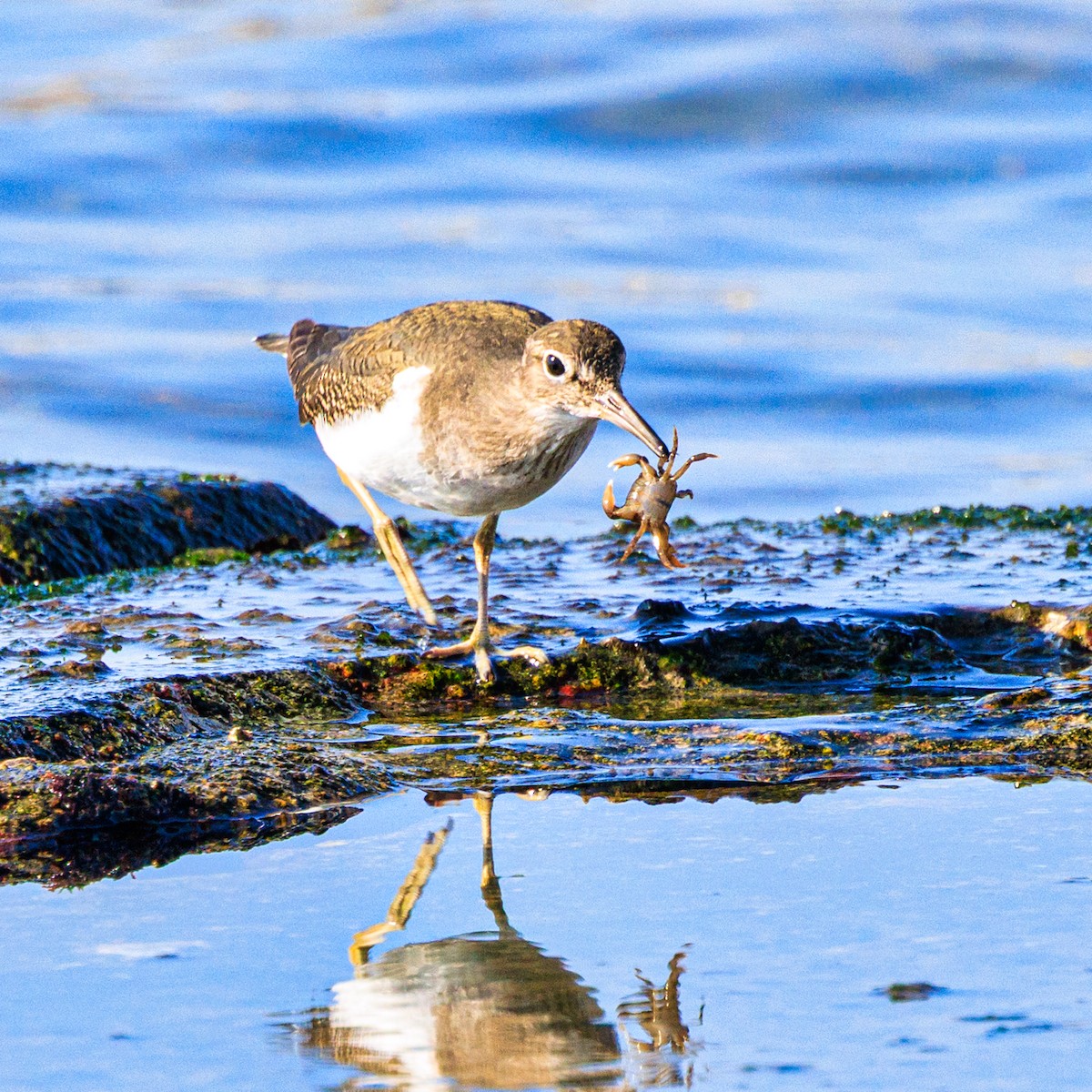 Common Sandpiper - ML646102593