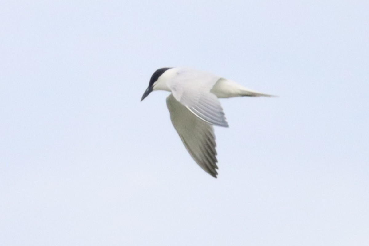 Australian Tern - ML646102594