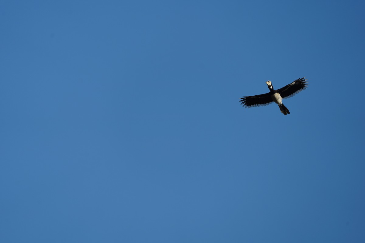 Oriental Pied-Hornbill - ML646102595