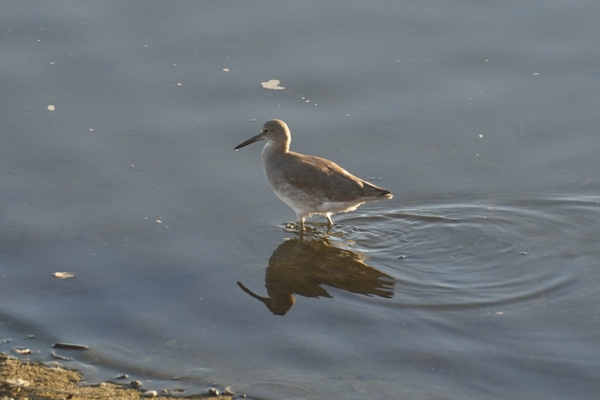 vodouš břehoušovitý - ML646102597