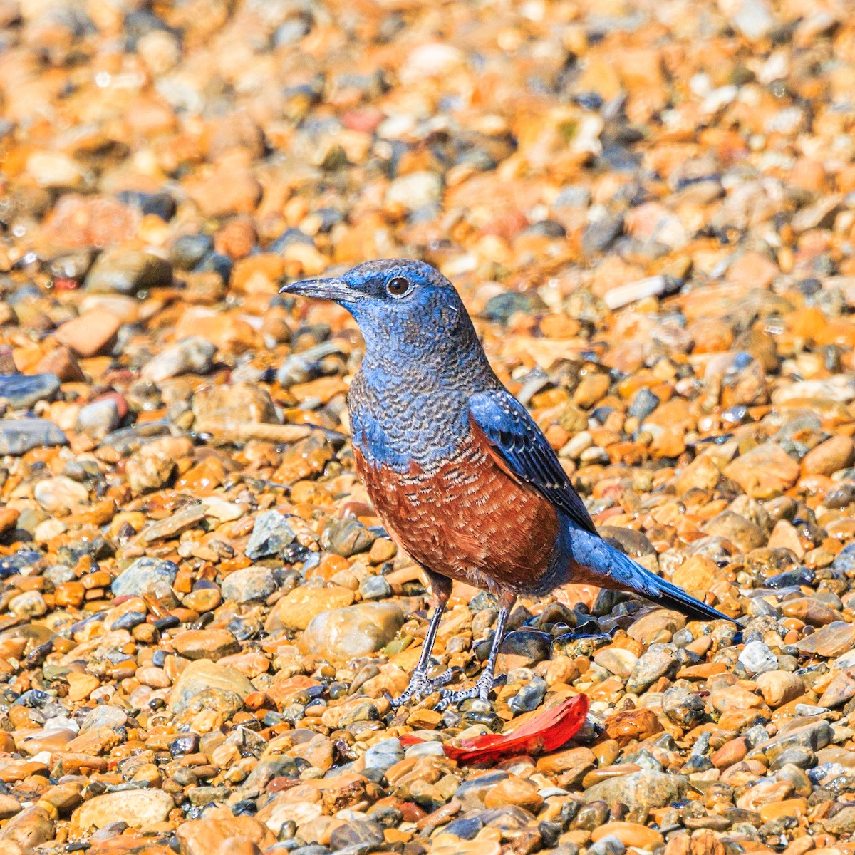 Blue Rock-Thrush - ML646102599