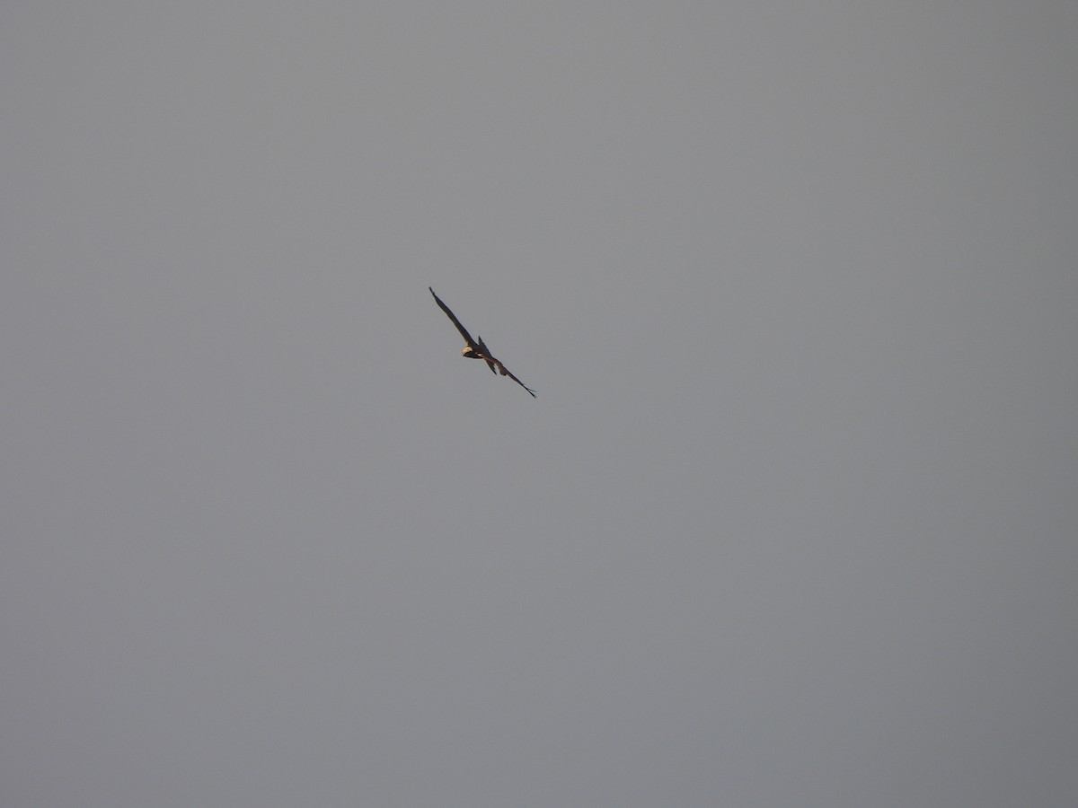 Лунь очеретяний - ML646102601