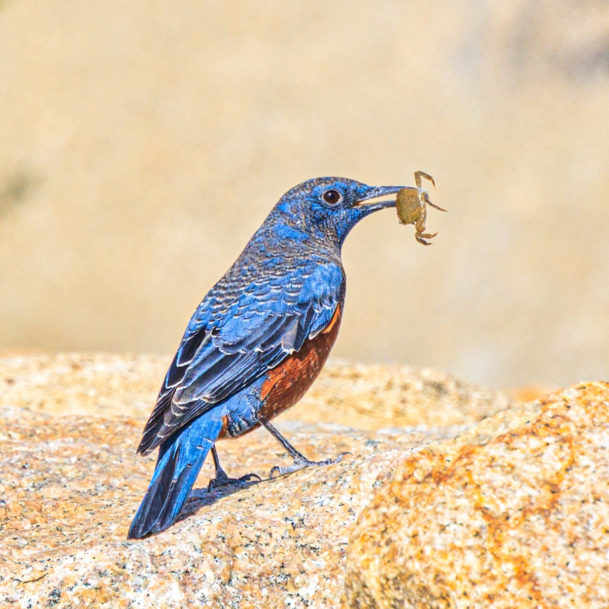 Blue Rock-Thrush - ML646102603