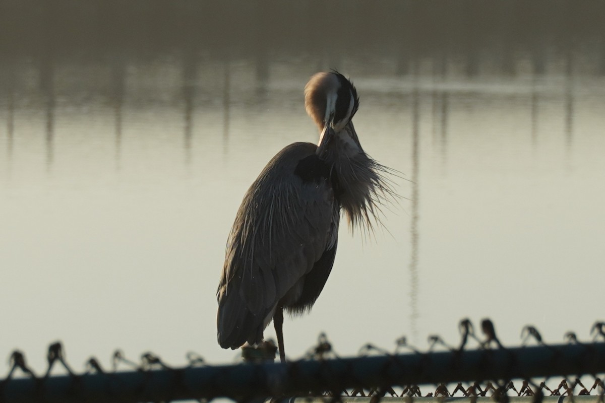 Great Blue Heron - ML646102605