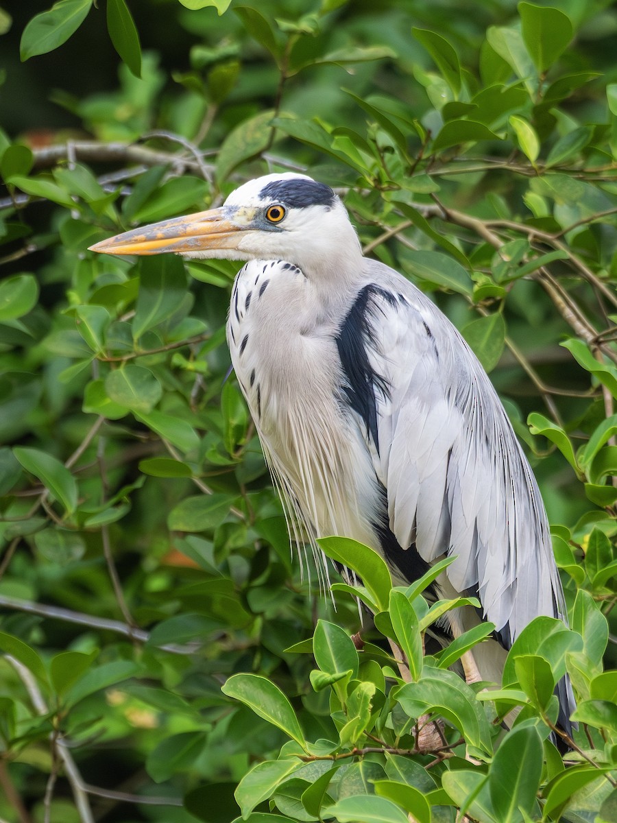 Gray Heron (Gray) - ML646102606