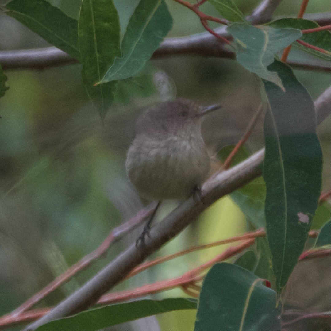 Western Thornbill - ML646102607