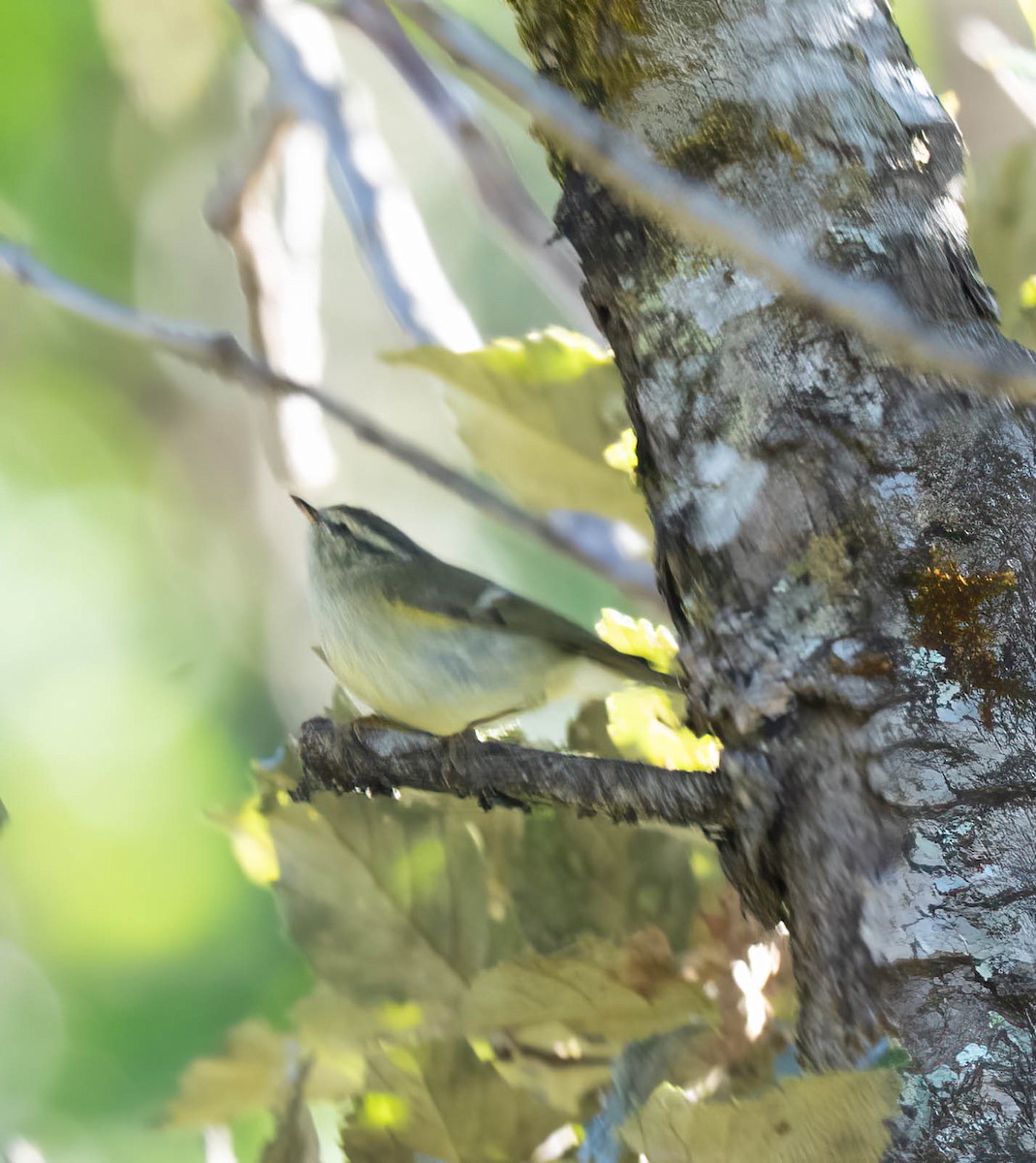 Yellow-browed Warbler - ML646102609