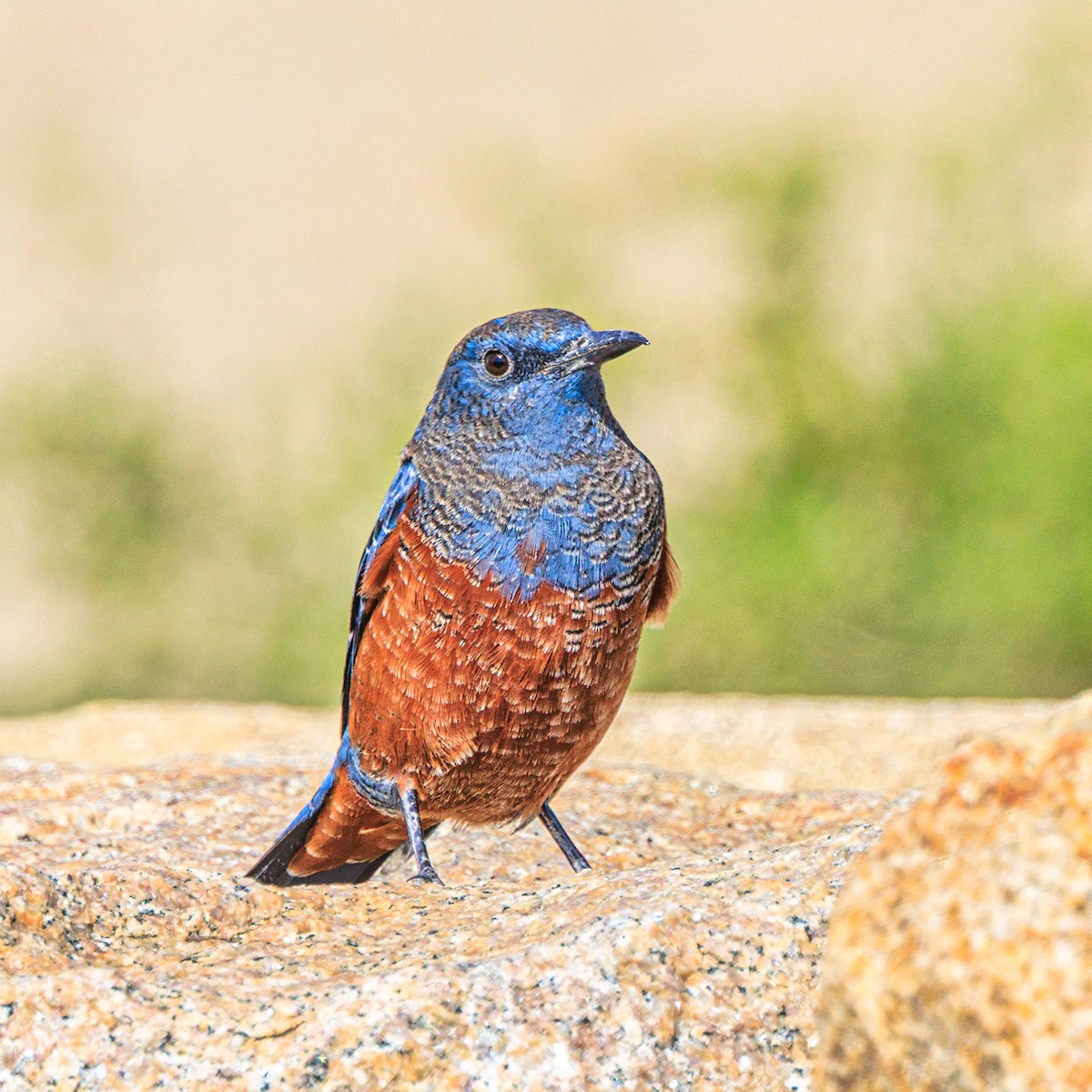 Blue Rock-Thrush - ML646102610