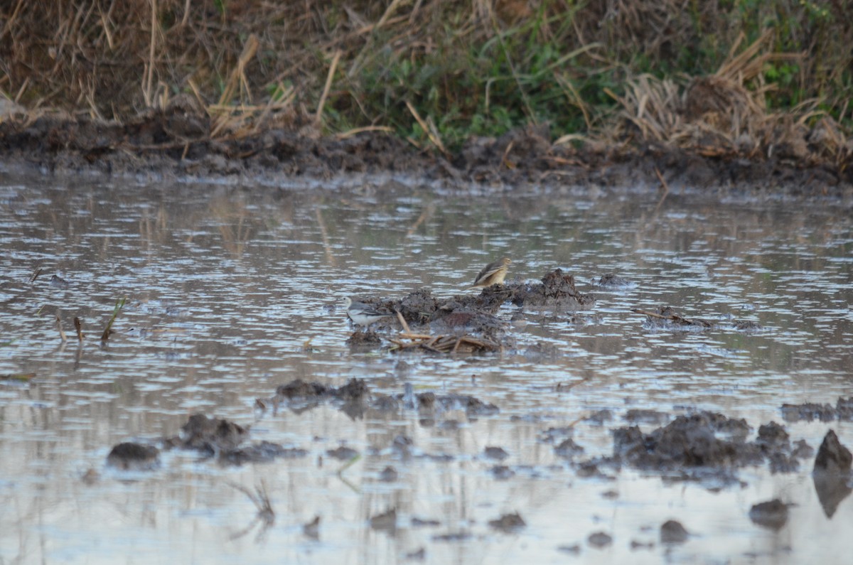 Siberian Pipit - ML646102611
