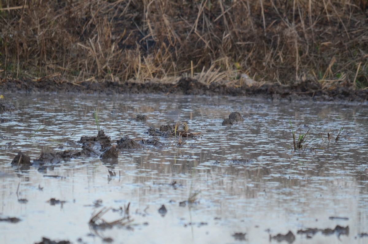 Siberian Pipit - ML646102612