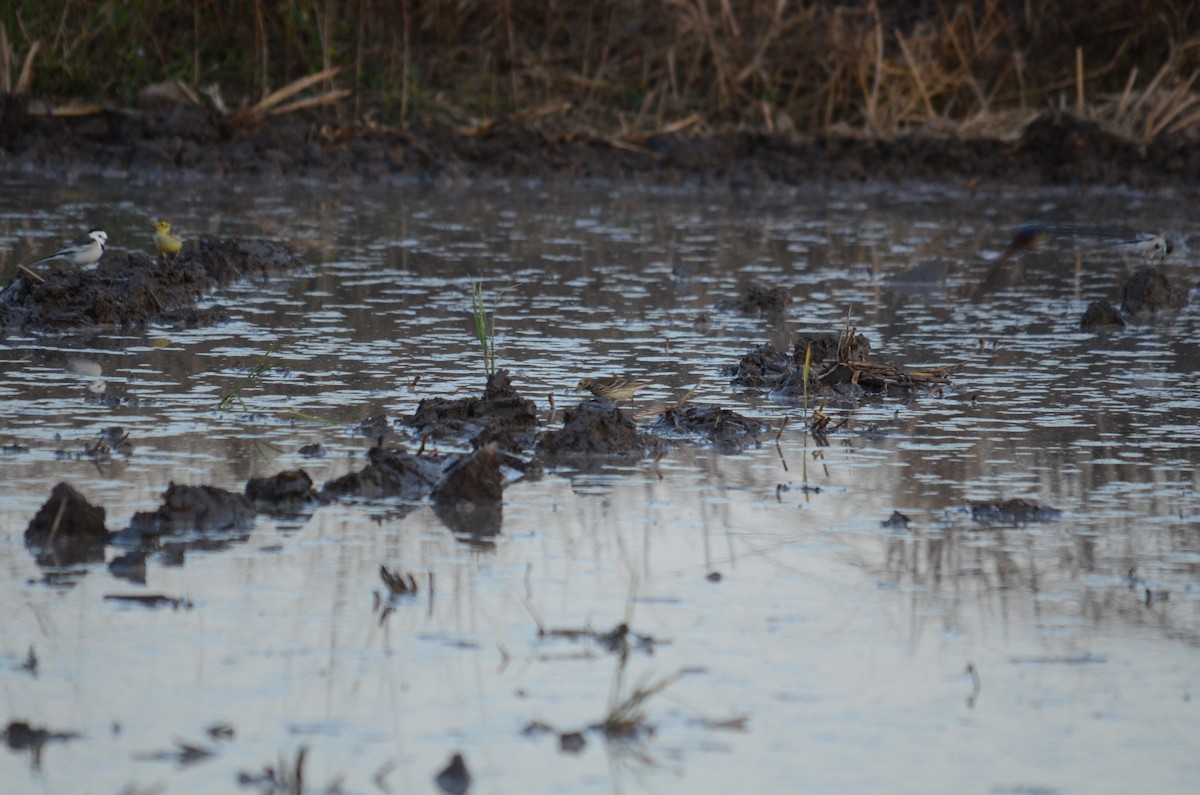 Siberian Pipit - ML646102613