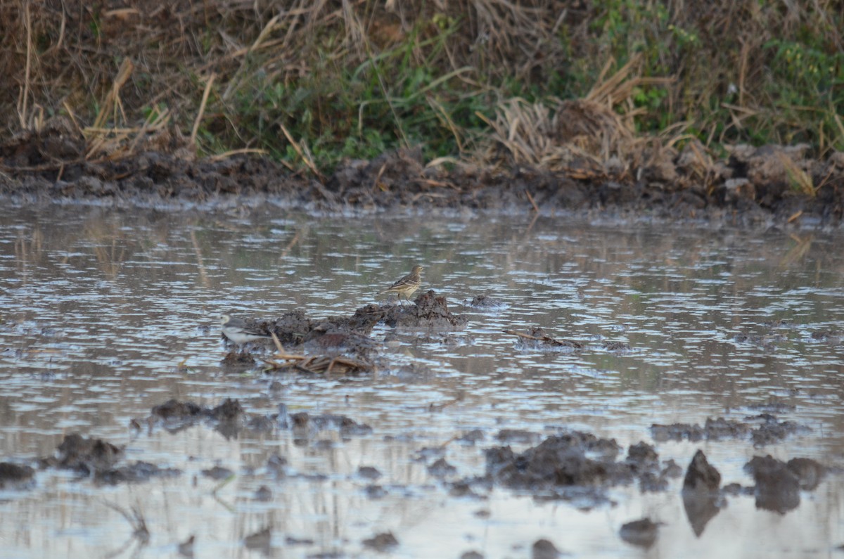 Siberian Pipit - ML646102614