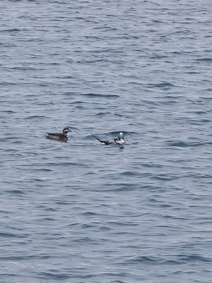 Long-tailed Duck - ML646102616