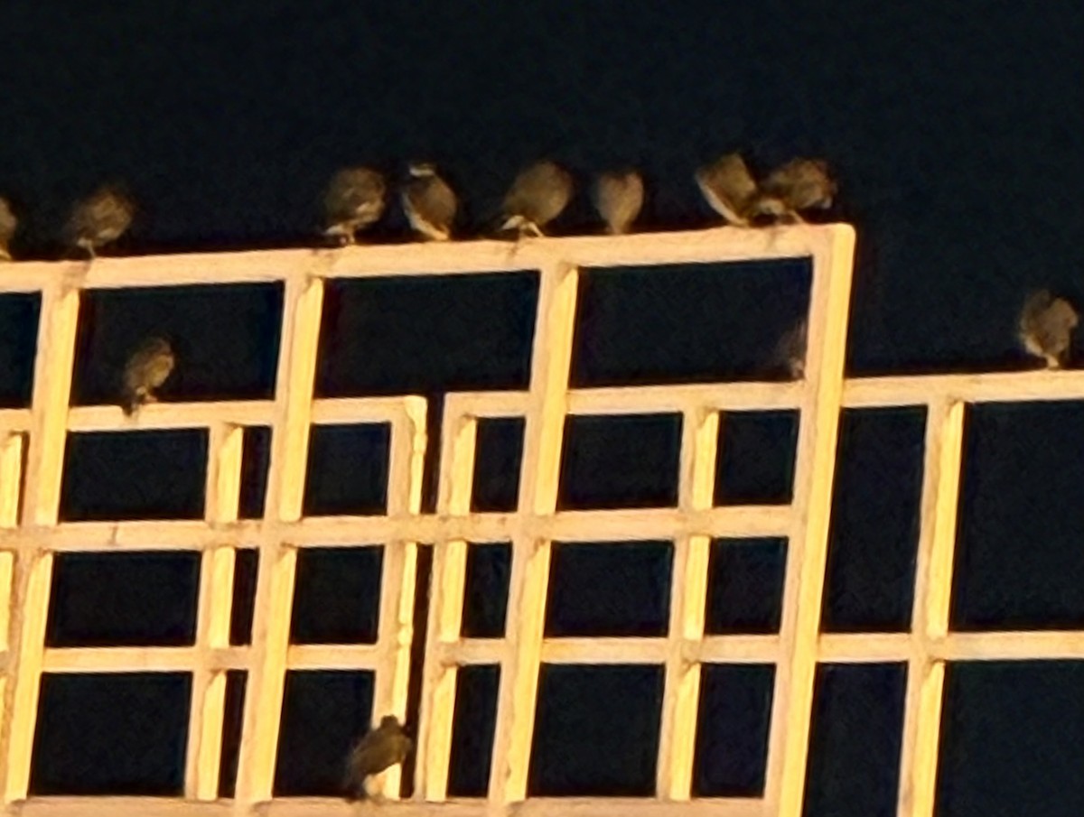 Common Myna - ML646102630