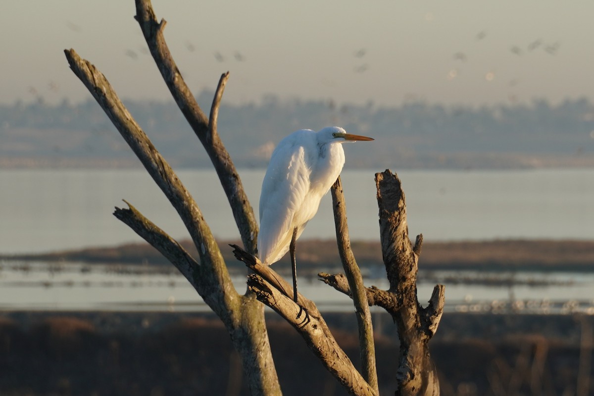 Great Egret - ML646102631