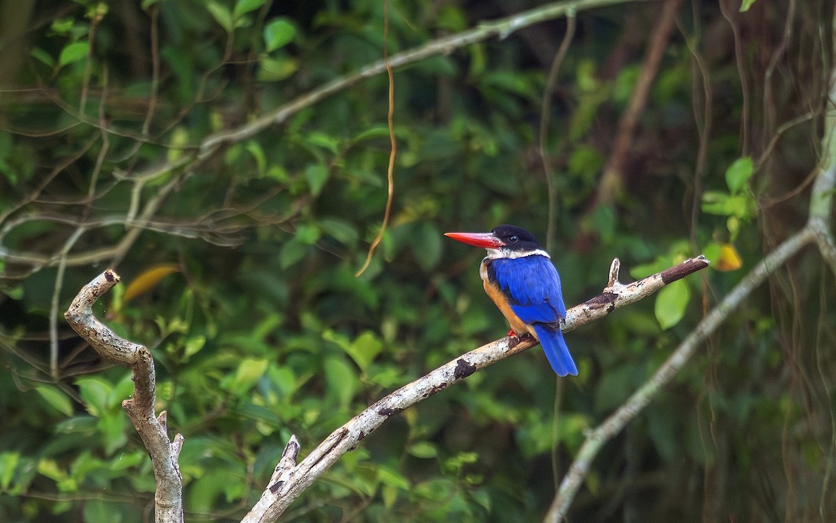 Black-capped Kingfisher - ML646102633