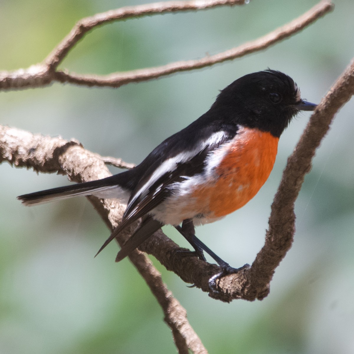 Scarlet Robin - ML646102634