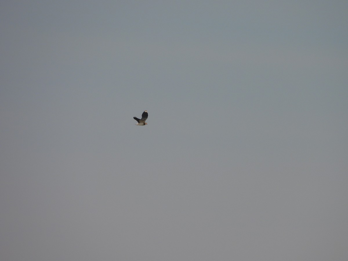 Northern Lapwing - ML646102635