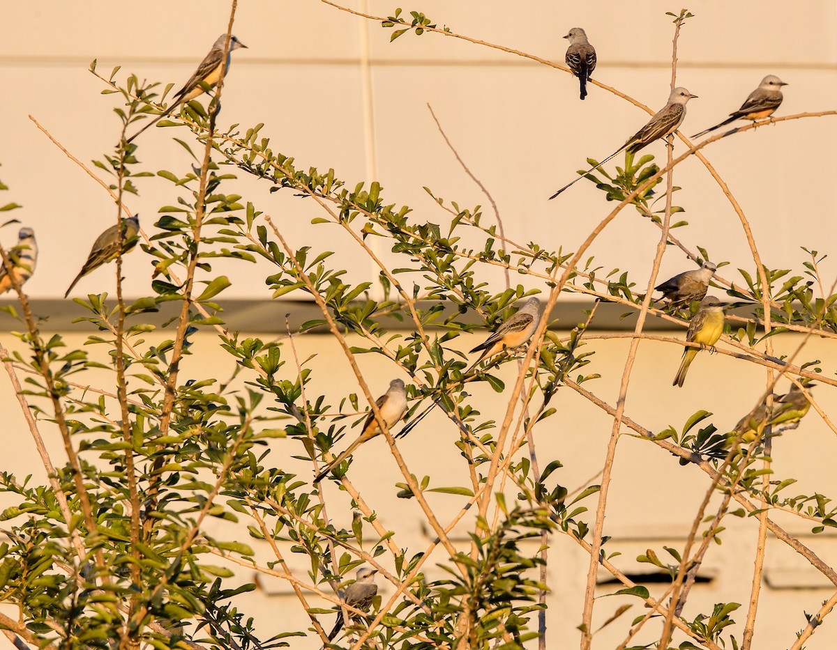 Scissor-tailed Flycatcher - ML646102636