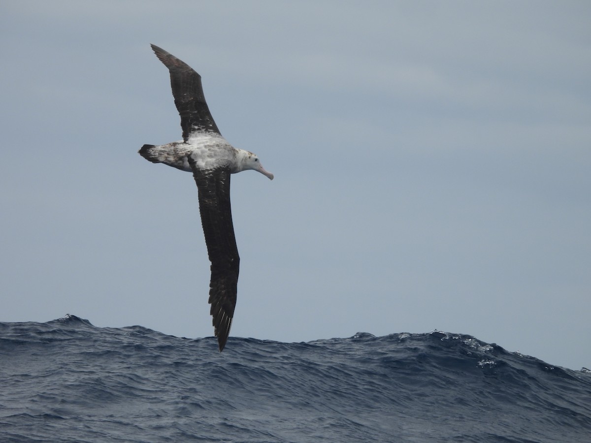Snowy Albatross - ML646102637