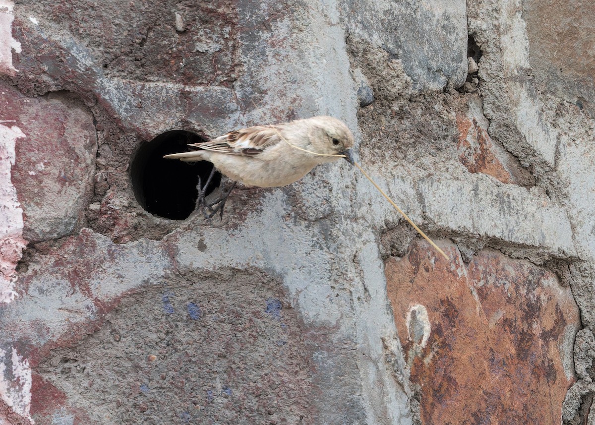 Black-winged Snowfinch - ML646102638