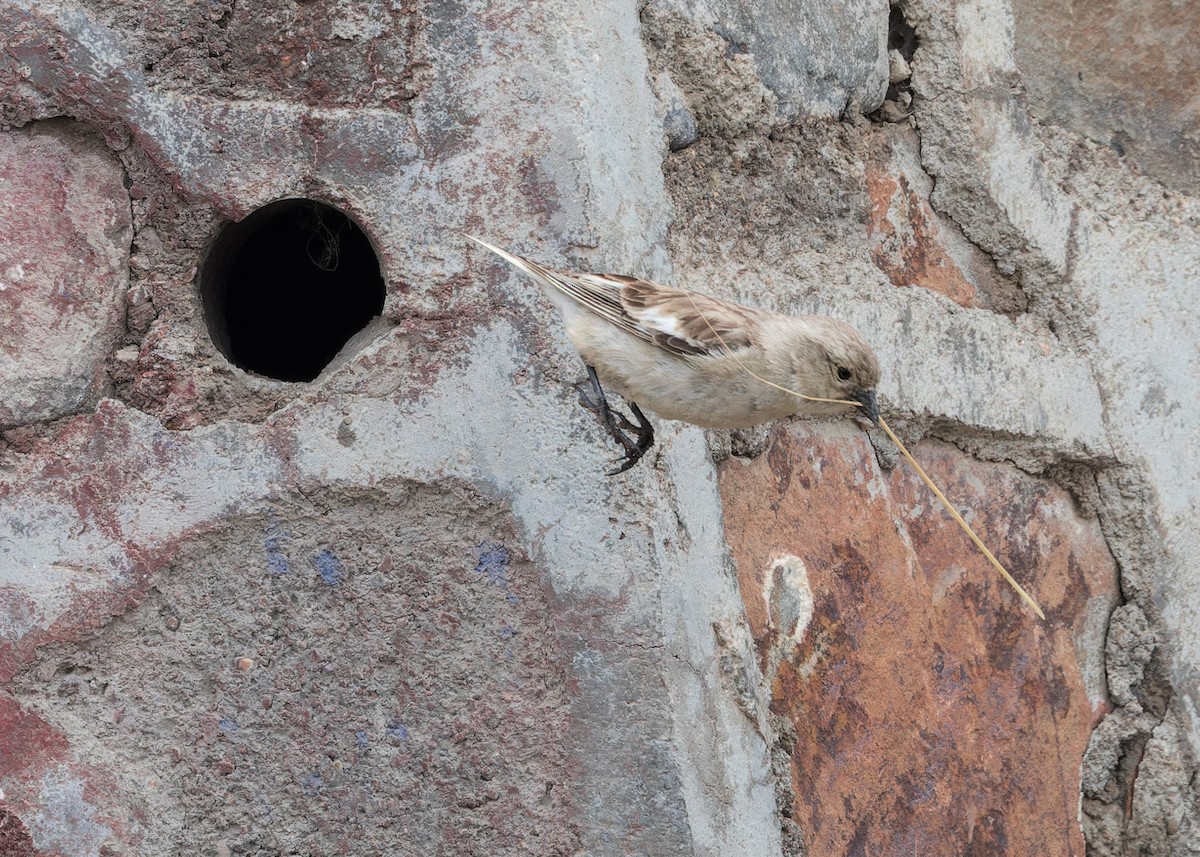 Black-winged Snowfinch - ML646102639