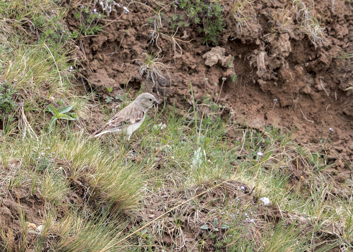 Black-winged Snowfinch - ML646102640