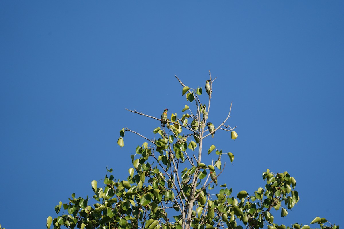Barbu à plastron rouge - ML646102641