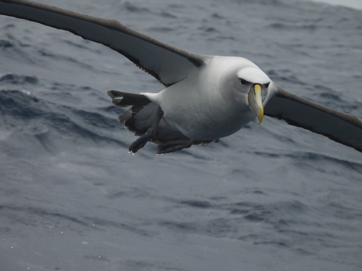 White-capped Albatross - ML646102642