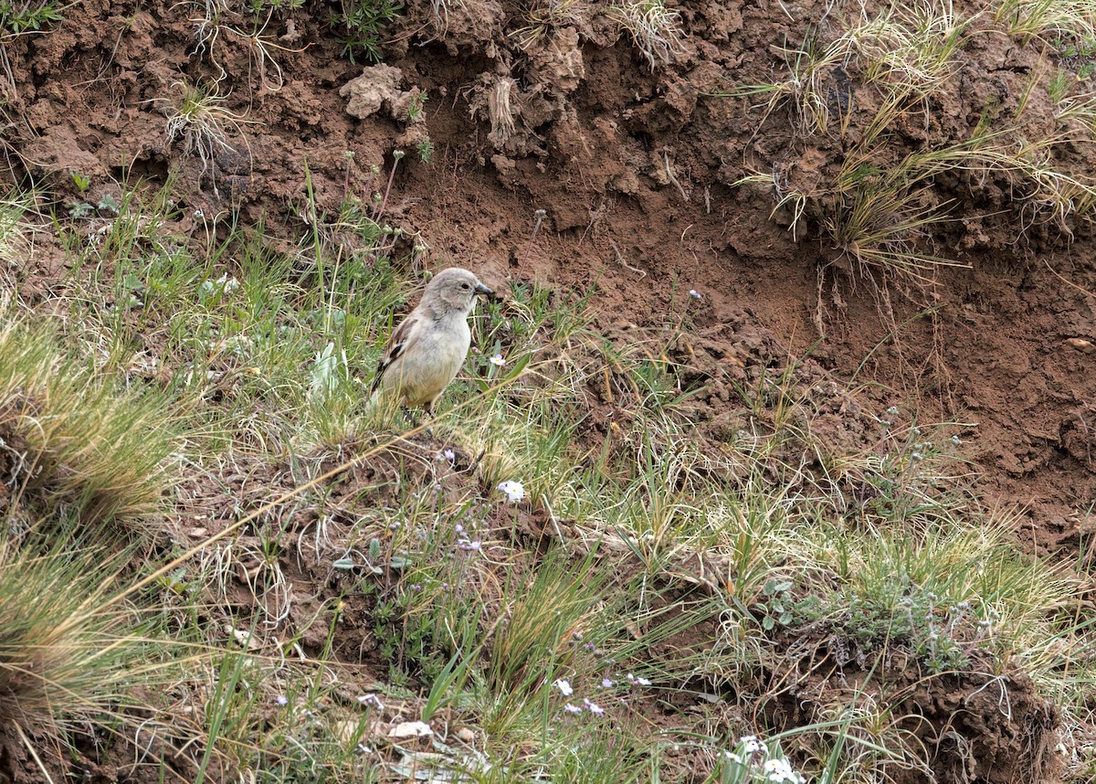 Black-winged Snowfinch - ML646102643