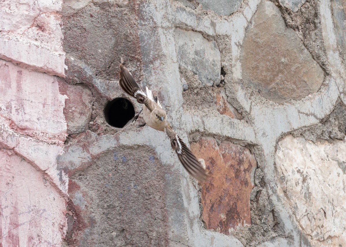 Black-winged Snowfinch - ML646102644