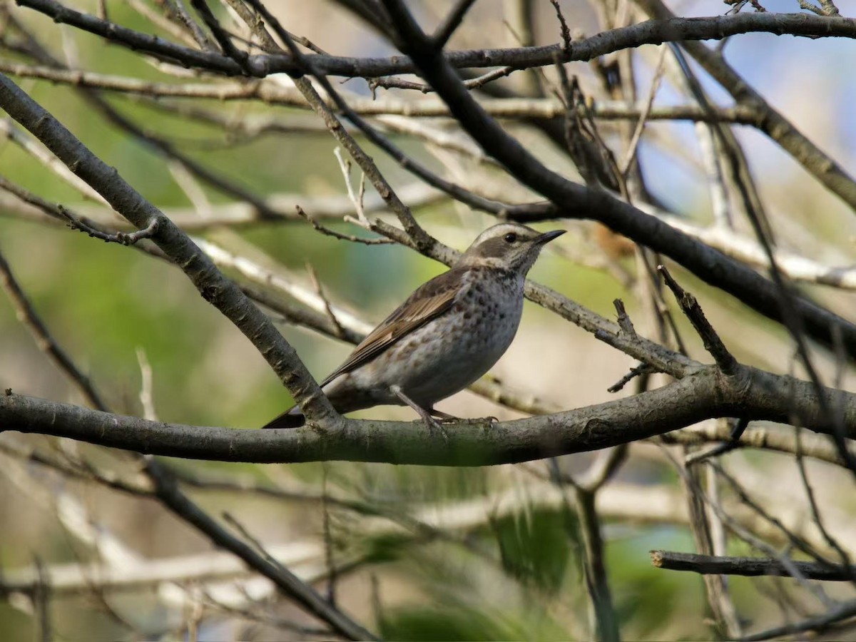 Dusky Thrush - ML646102645