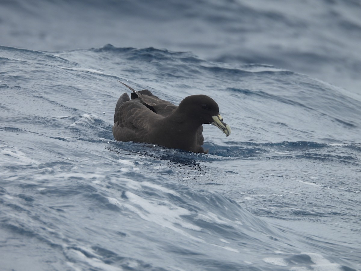 Puffin à menton blanc - ML646102646