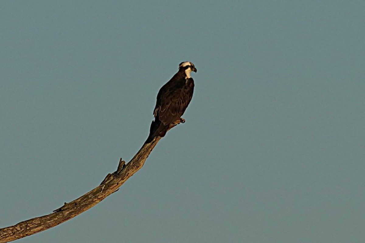 Osprey - ML646102647