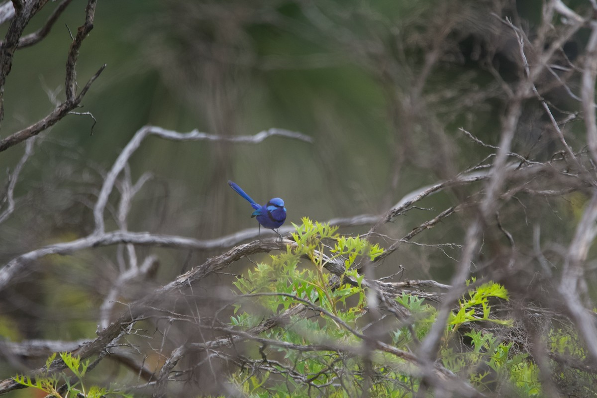 Mérion splendide - ML646102648