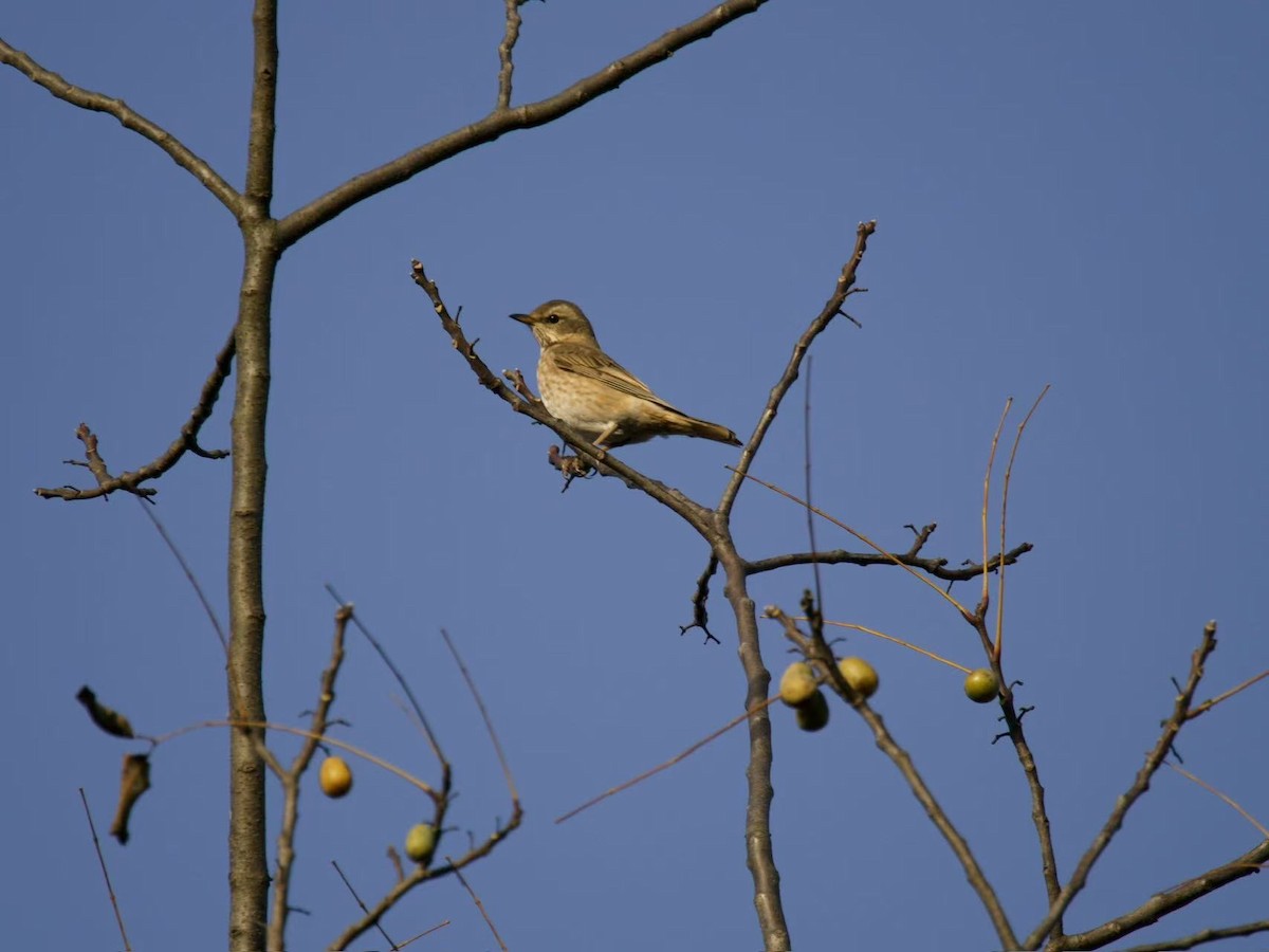 Grive de Naumann - ML646102650