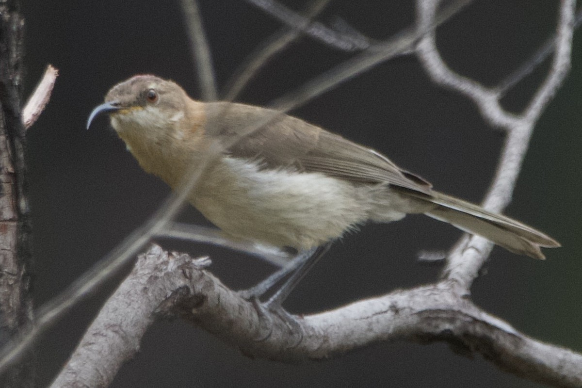 Méliphage festonné - ML646102651