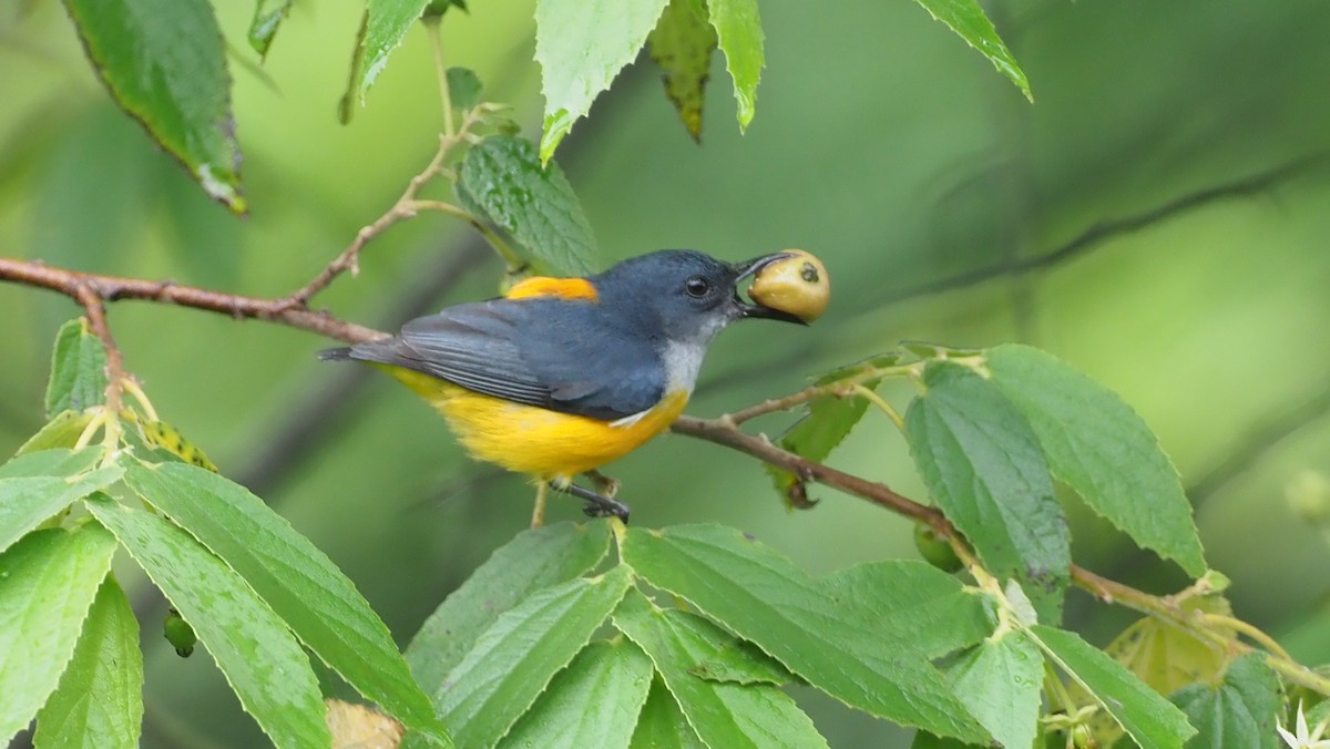 Dicée à ventre orange - ML646102652