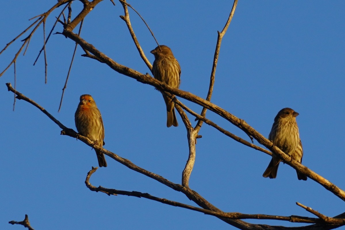 Roselin familier - ML646102653