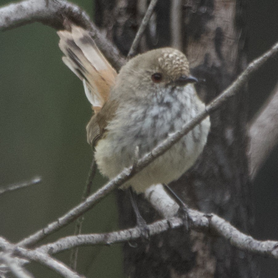 Acanthize troglodyte - ML646102654