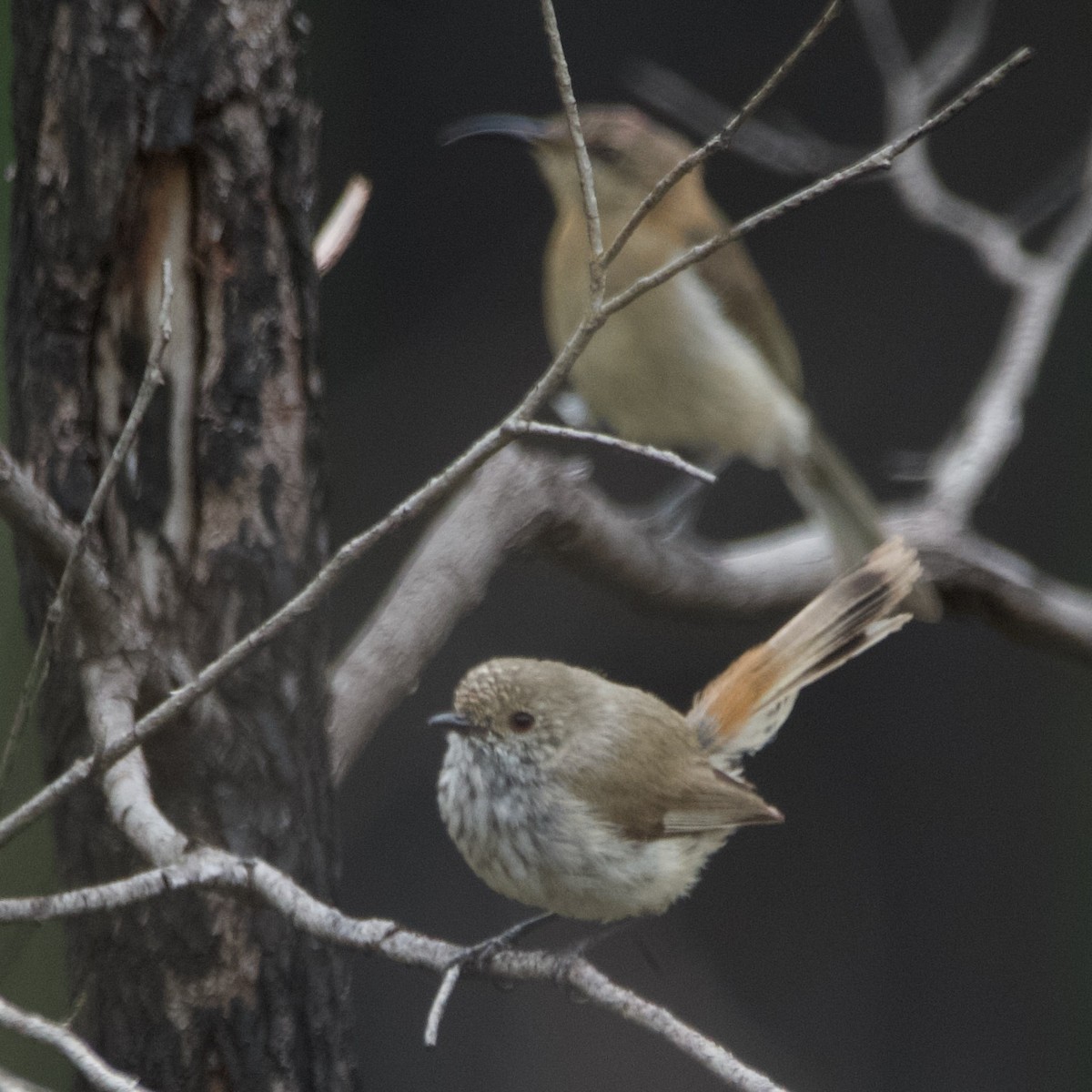 Acanthize troglodyte - ML646102655