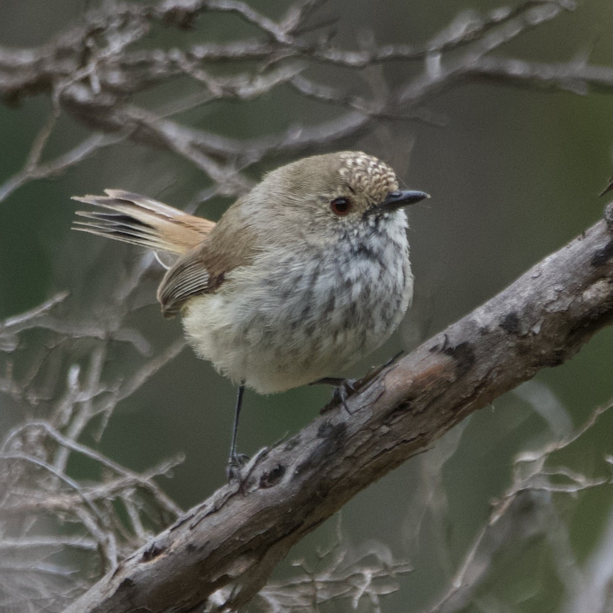 Acanthize troglodyte - ML646102656